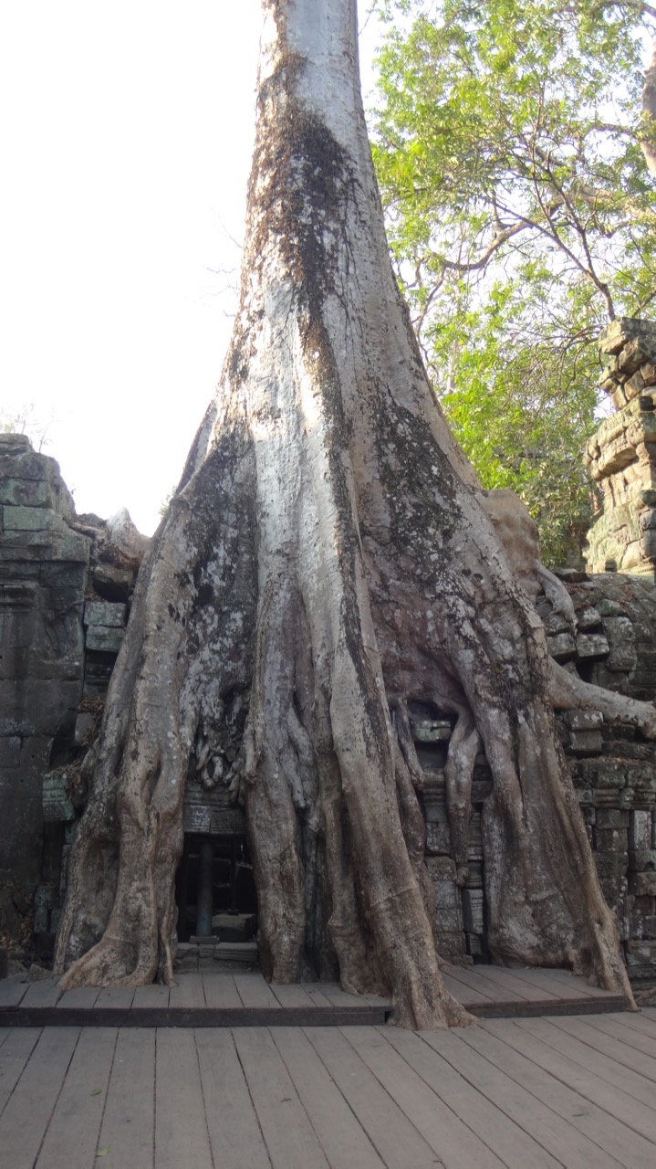 Ta Prohm Day 26