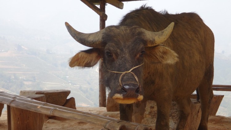 Vietnam 9 Sapa April 9-13 2016 -- Tour1 -- 17