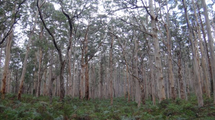 Australia Perth June 16-27 2016 - Karri - 4