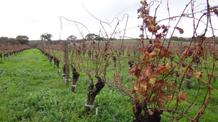 Australia Perth June 16-27 2016 - Margaret River - 3