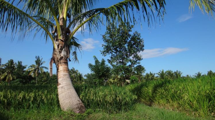 Bali Rice Fields - 13