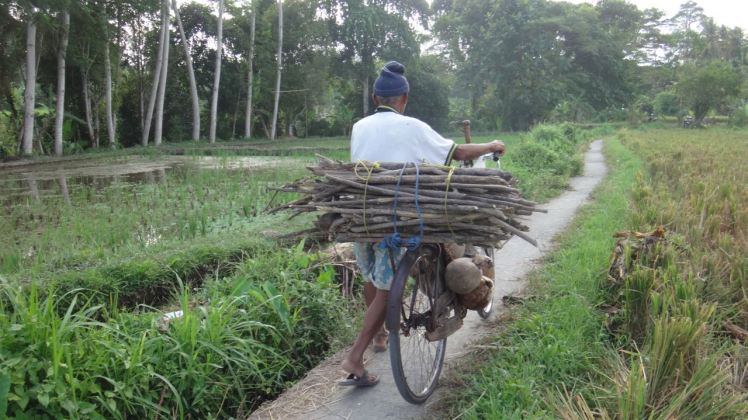 Bali Rice Fields - 20