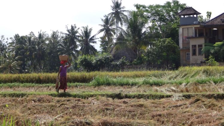 Bali Rice Fields - 32