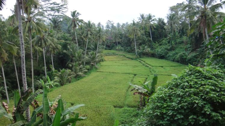 Bali Rice Fields - 34