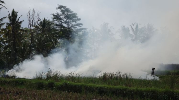 Bali Rice Fields - 36