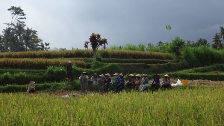 Bali Rice Fields - 37