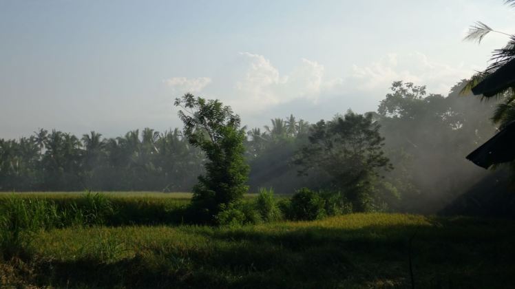 Bali Rice Fields - 40