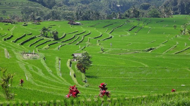 indonesia-ubud-bali-starting-june-28-2016-1507